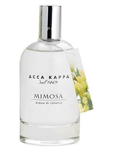 Mimosa for women