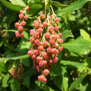 Arbutus (Madrona