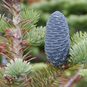 Balsam Fir