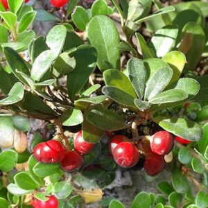 Bearberry Tree)
