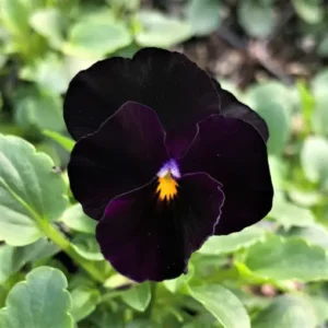 Black Violet
