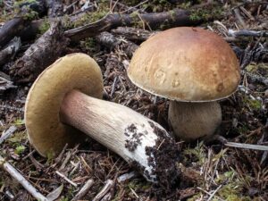 Boletus Edulis