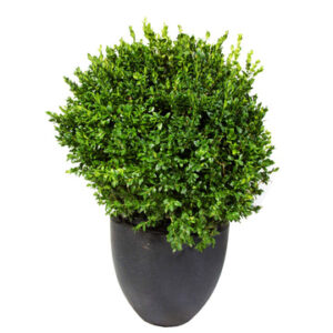 Boxwood