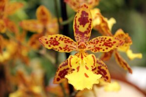 Butterfly Orchid