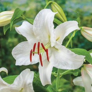 Casablanca Lily