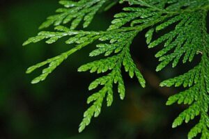 Cedar Needles
