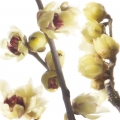 Chimonanthus Or Wintersweet