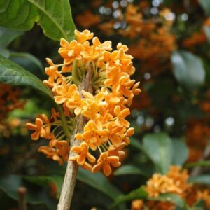 Chinese Osmanthus