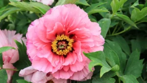 Chinese Peony
