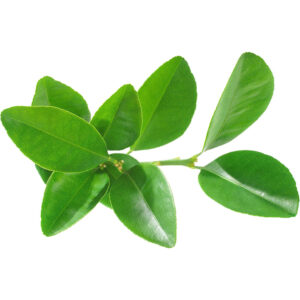 Citrus Leaves