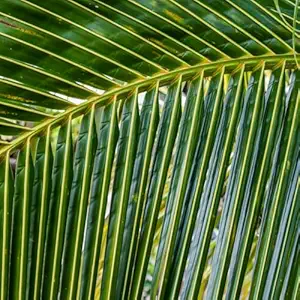 Coconut Leaf