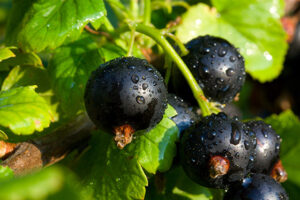 Currant Buds