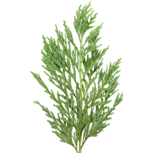 Cypress Leaf