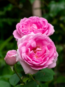 Damask Rose