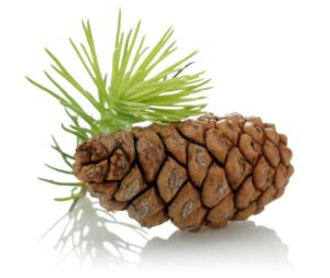 Fir Resin