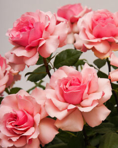 French Rose