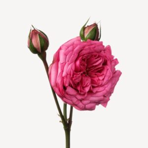 Grasse Rose