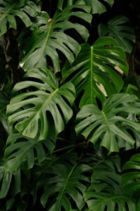 Green Leaves