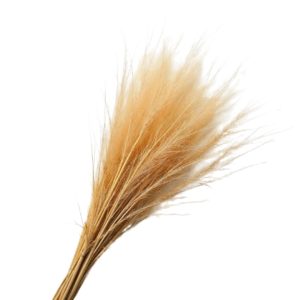 Haitian Vetiver