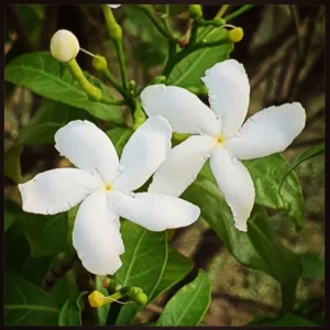 Indian Jasmine