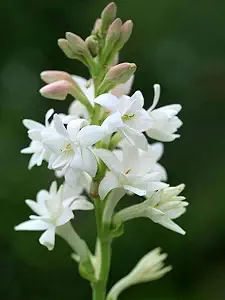 Indian Tuberose