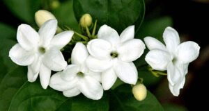 Indonesian Jasmine