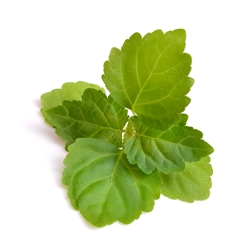 Indonesian Patchouli Leaf