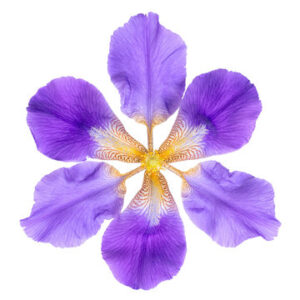 Iris Petals
