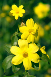 Italian Jasmine