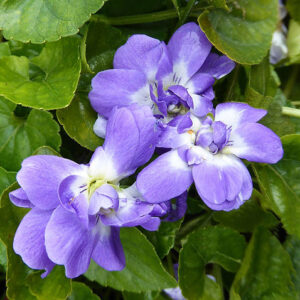 Italian Violet