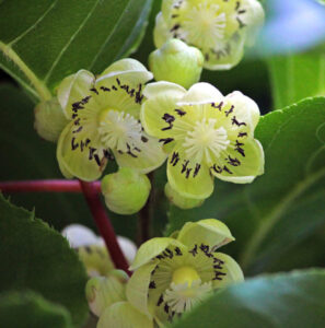 Kiwi Flower