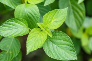 Lantana Leaves