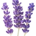Lavender Extract