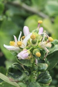 Lime Blossom
