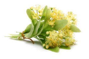 Linden Blossom