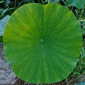 Lotus Leaf