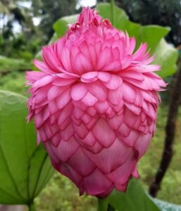 Lotus Petals