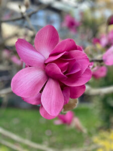 Magnolia Petals