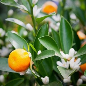 Mandarin Blossom