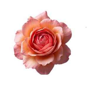 May Rose