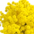 Mimosa Absolute