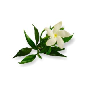 Moroccan Jasmine
