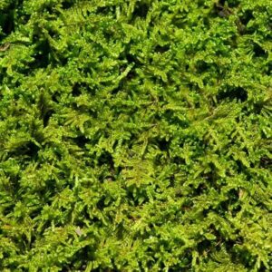 Moss