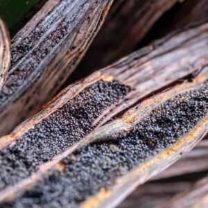 Natural Vanilla