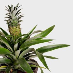 Pineapple Leaf