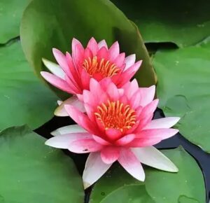 Pink Lotus
