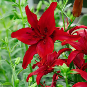 Red Lily