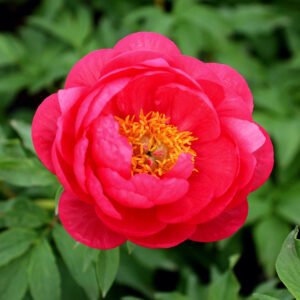 Red Peony