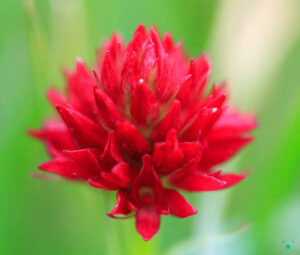 Red Vanill Orchid