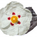 Rock Rose